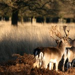 Nemokamos pramogos Londone. Richmond Park